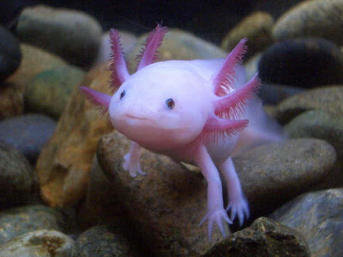 axolotl