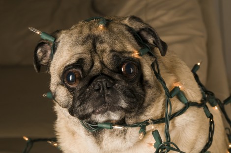 pug-dog-christmas-lights