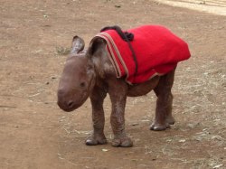 reddit_baby_rhino