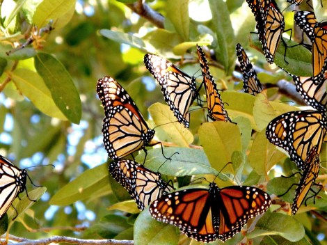 12-12-06monarchs