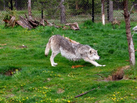 I am not the wolf that died but I probably have her autograph.