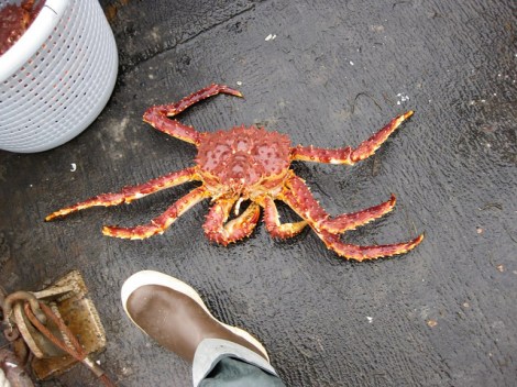 King Crab