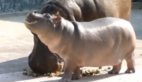 baby_hippo