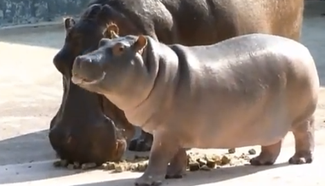 baby_hippo_tongue