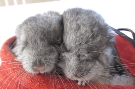 chinchillas