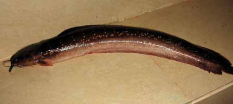 Clarias_gracilentus