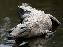 "You'd never guess it, but I'm one of the good ones." — American Crocodile