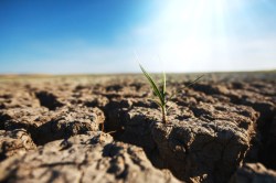 Drought eradicates the green