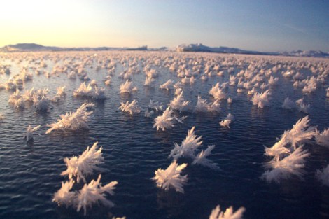 frost flowers 3