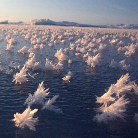 frost flowers