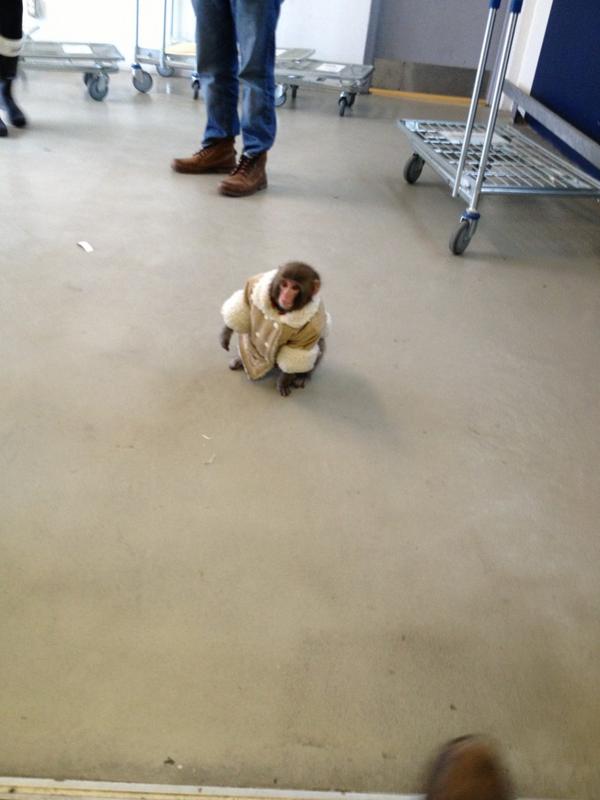 ikeamonkey