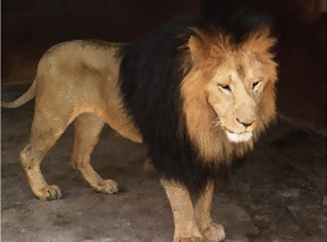 lion