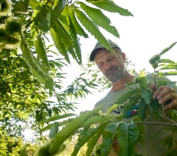 Mark_Shepard_chestnut_tree