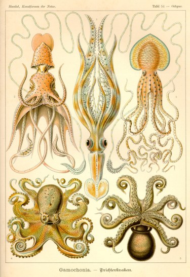 octopi