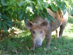 The animals on Shepard's farm graze the alleys between the trees and shrubs.