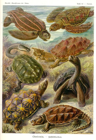 turtles