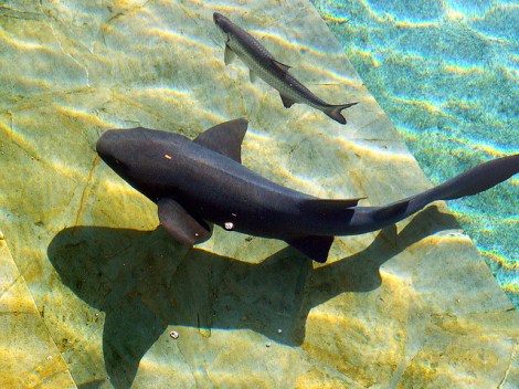 A tame shark in the Dominican