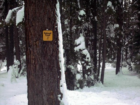 A wintry scene from the mountains near Tahoe. Enjoy it while you can.