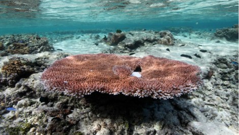  Different colonies of Acropora hyacinthus, one species examined by the Stanford team, showed different levels of heat tolerance depending on which pool they were in.