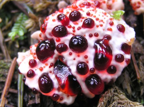 bleeding_tooth_fungus