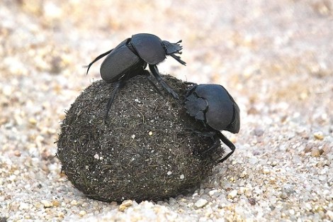 dung beetles