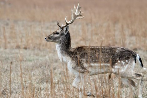 Fallow deer, heading to Russia.