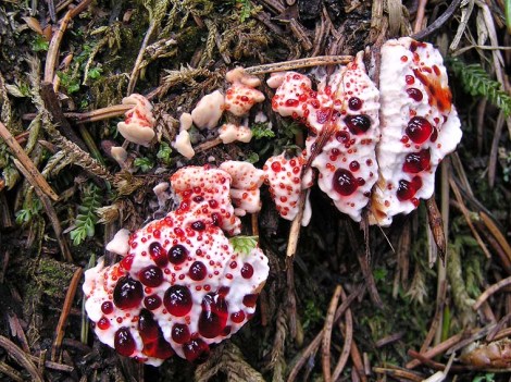 bleeding_tooth_fungus_2