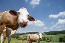 grass-fed-beef-cows-field-pasture-feature