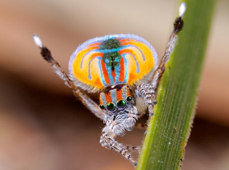 peacock spider 1