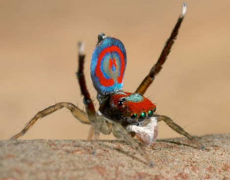 peacockspider2