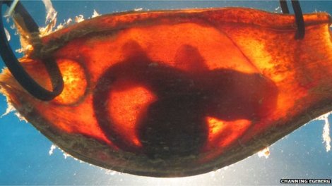 shark embryo