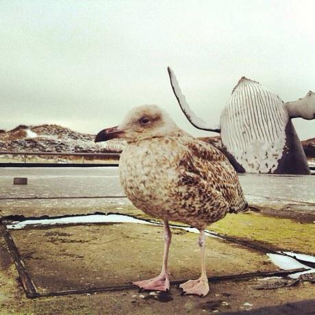 whale_photobomb