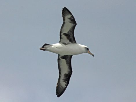 This is a different albatross, obviously Wisdom wouldn't look this good right after having a baby