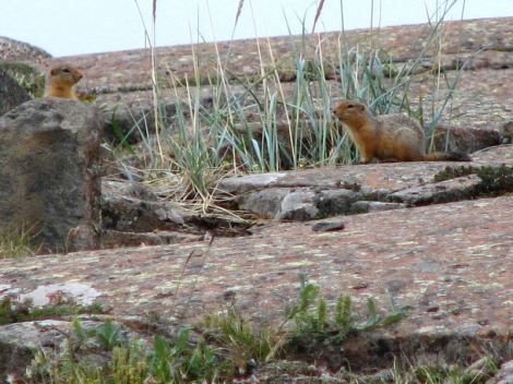 Arctic_ground_squirrels,_Nunavut