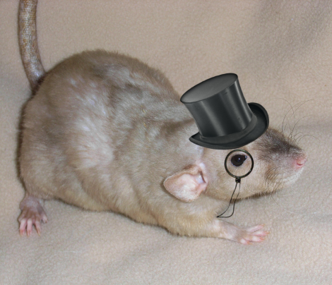 fancy_rat