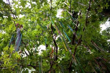 Mardi Gras beads hanging in a tree