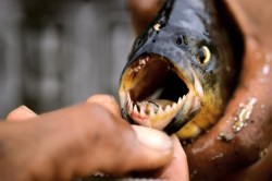 South Carolina officials didn't want residents to know that they could soon be bitten by teeth like these