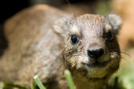 rockhyrax