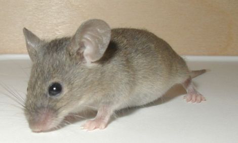 800px-Mouse-19-Dec-2004