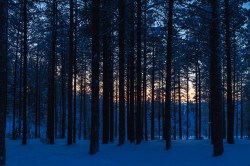 Arctic forests are marching northward.