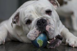 bulldog-earth-ball-crop