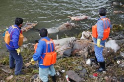 dead pigs in a river