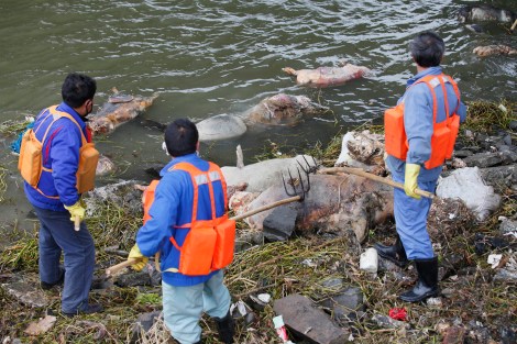 Cleaning workers retrieve the carcasses of pigs from a branch of Huangpu River in Shanghai