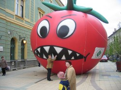 giant tomatoe