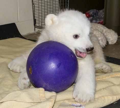 kali_bear_ball