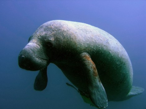 manatee