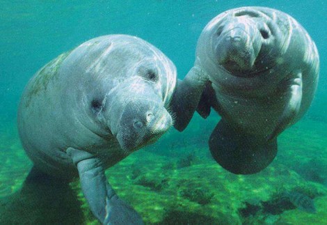 manatees