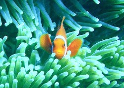 nemo