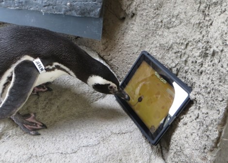 penguin_ipad