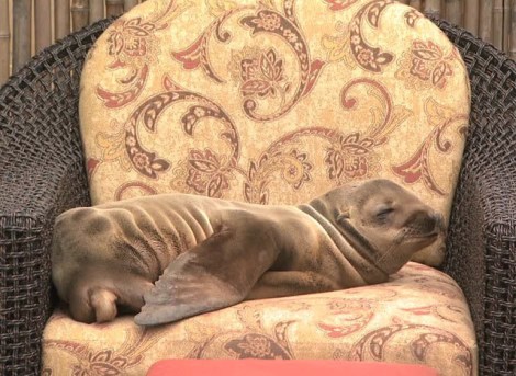 sea_lion_chair